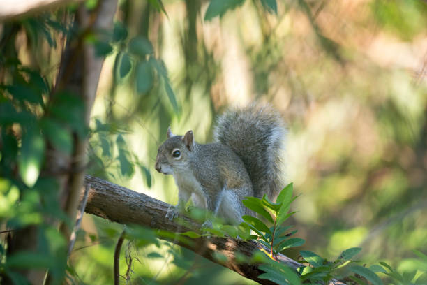 istock Beautiful wild gray squirrel in Florida shrubs 1467039400
