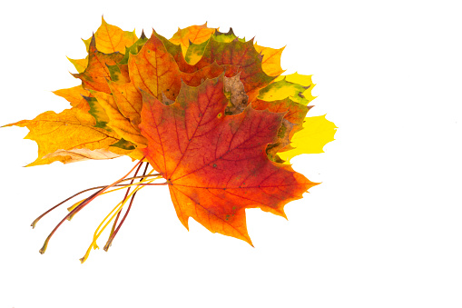 autumn maple leaves isolated on white background