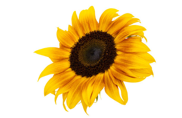 istock sunflower flower isolated 1467040318