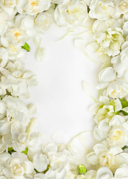 istock Floral frame made of White Dianthus Flowers. Top view, copy space. 1467040432