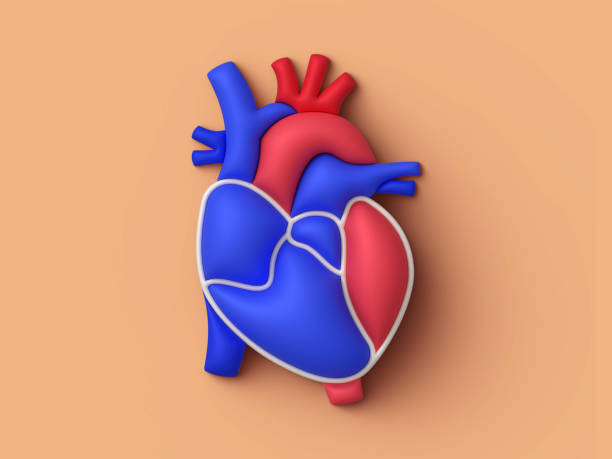 Human Heart Concept Illustration stock photo