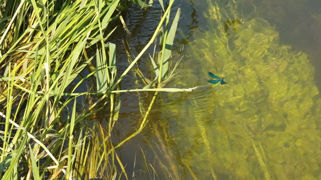 The flying dragonfly on the top of the small pond in Estonia