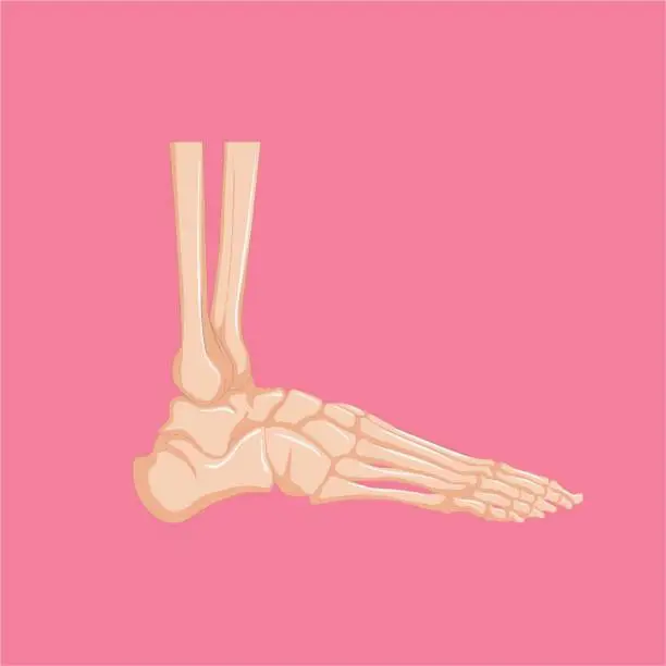 Vector illustration of Model Of A Human Foot On A Pink Background