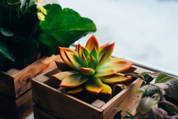 istock Echeveria miranda rainbow on the windowsill at home 1467043502