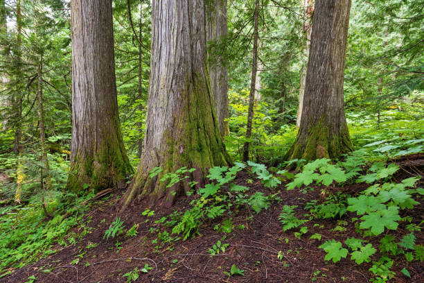 Ancient Forest provincial park, Prince George, Canada Western red cedars (Thuja plicatain) in Chun T’oh Whudujut Ancient Forest provincial park of the Lheidli T’enneh first nation natives near Prince George, British Columbia, Canada. prince george photos stock pictures, royalty-free photos & images