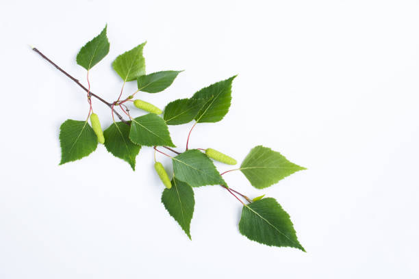 istock Green birch branch on the white background.Top view. Close-up. Copy space. 1467047191