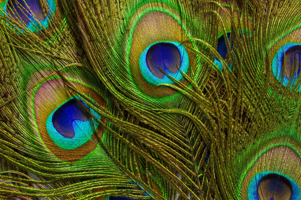 istock macro peacock feathers,Feathers of tropical peacock bird. Macro, close-up view. Beautiful animals. color accuracy of nature. 1467047363