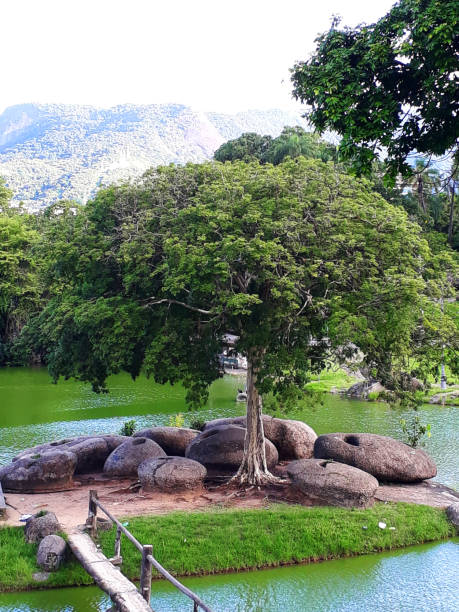 apolo tree from quinta da boa vista