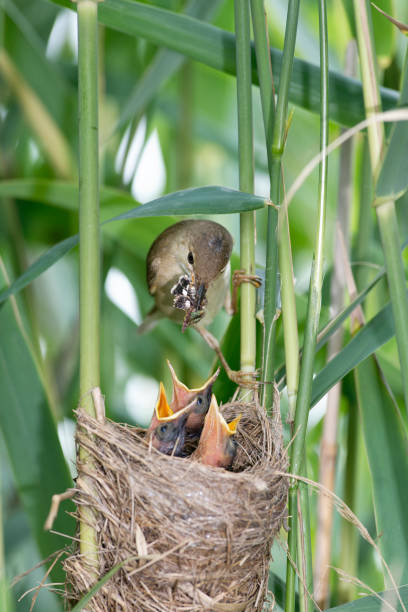 A young bird chirping hungry from tree nest