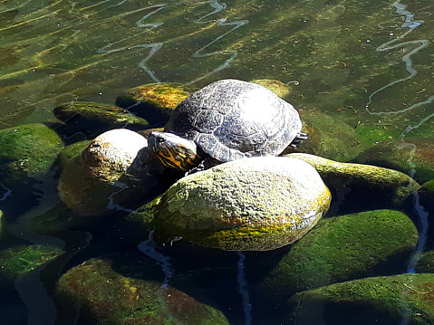 theater turtles in the city center of rio de janeiro, photograph taken in 2020 in rio de janeiro