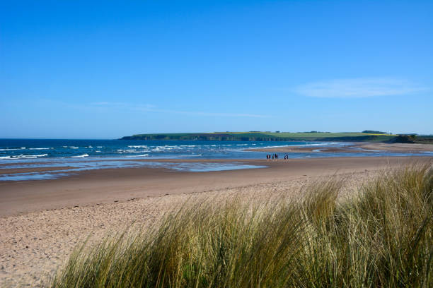 istock A wide sandy beach along the ocean coast. Overgrown grass in the foreground 1467050545