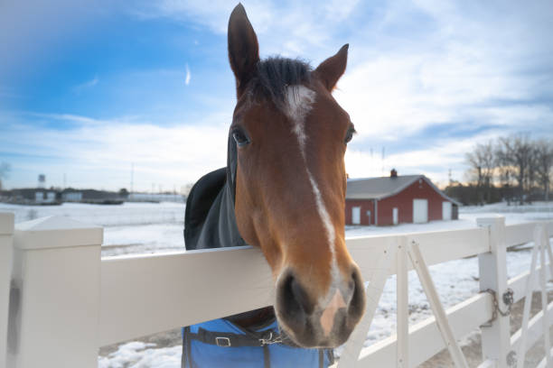 istock Horse in the Snow 1467050673