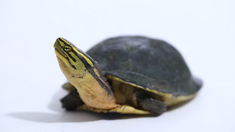 The Amboina box turtle (Cuora amboinensis) southeast Asian box turtle Sulawesi  on white background