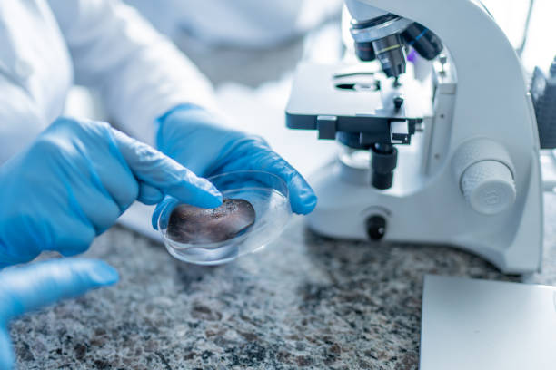 istock Mature woman looking at microscope in laboratory 1467052934