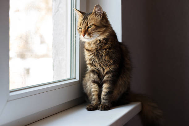 istock domestic cat looks out window 1467054528