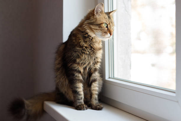 istock domestic cat looks out the window and waits 1467054532