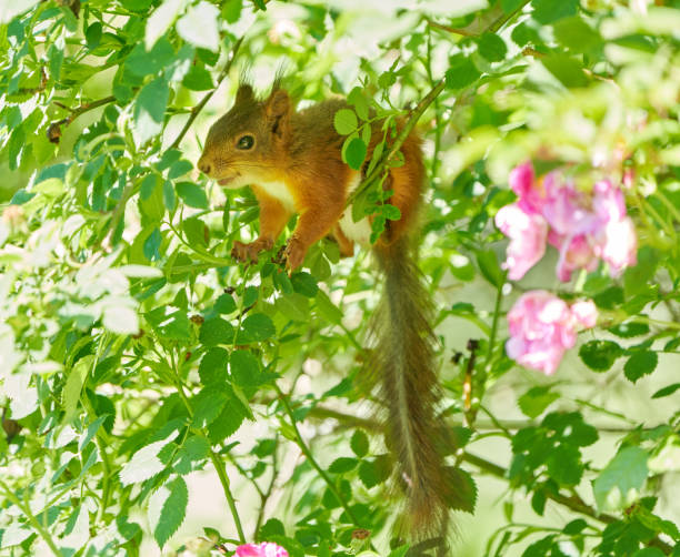 Red squirrel , Oslo Norway Red squirrel baby hiding in a rose bush. hiding eurasian red squirrel (sciurus vulgaris) stock pictures, royalty-free photos & images