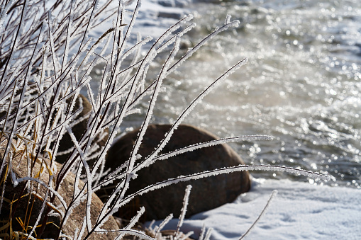 Frozen plant and river, winter nature background
