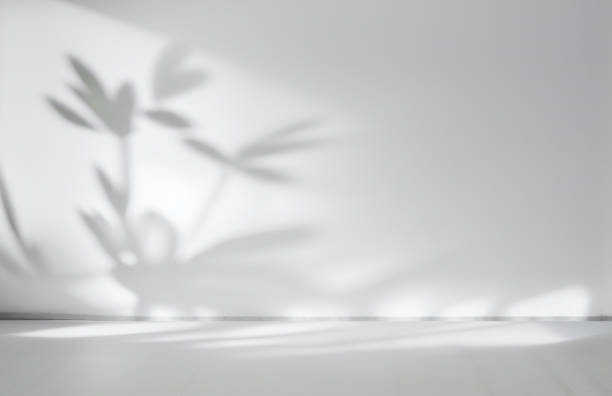 istock An original background image in a minimalistic style for design or presentation in gray tones and with shadow from the leaves on the wall. 1467058876