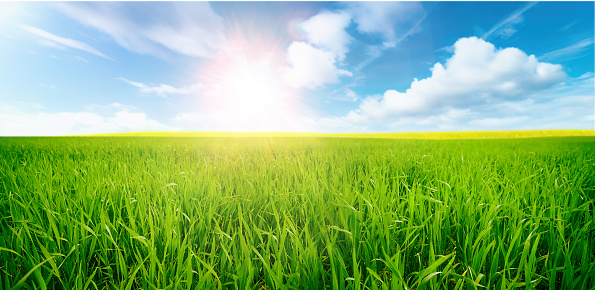 Meadow against clear sky with copy space.