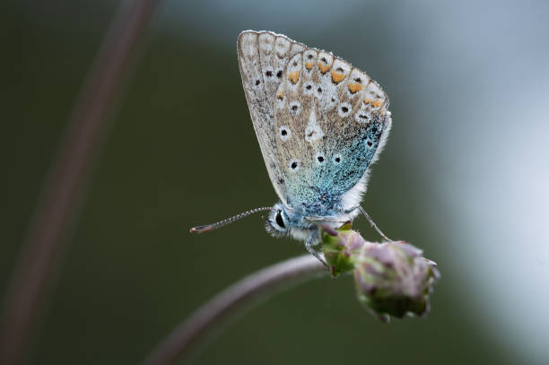 istock Common Blue butterfly on a flower bud 1467059373