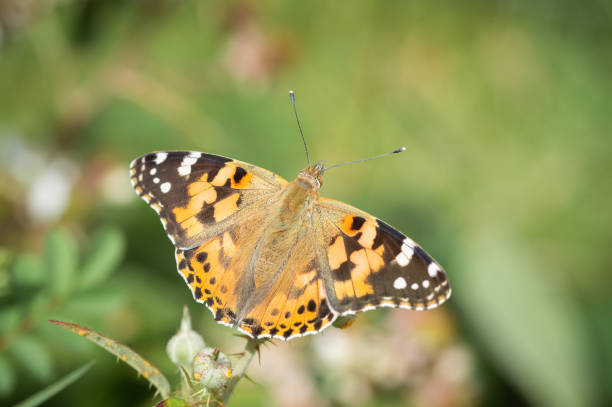 istock Painted Lady butterfly with a background of greenery 1467059385