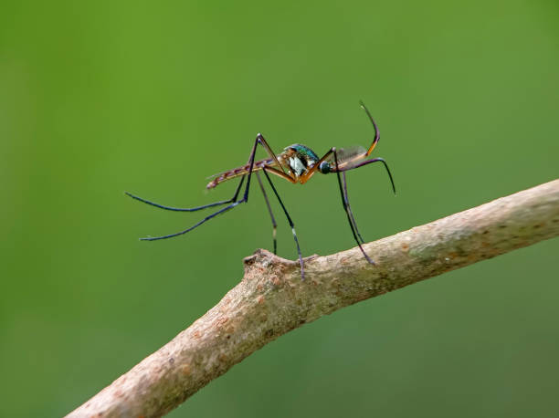 Toxorhynchites world largest mosquitos