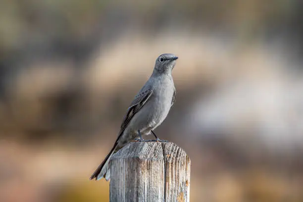 This Townsend's Solitaire posed nicely as it perched on a fencepost in this central Colorado natural area.