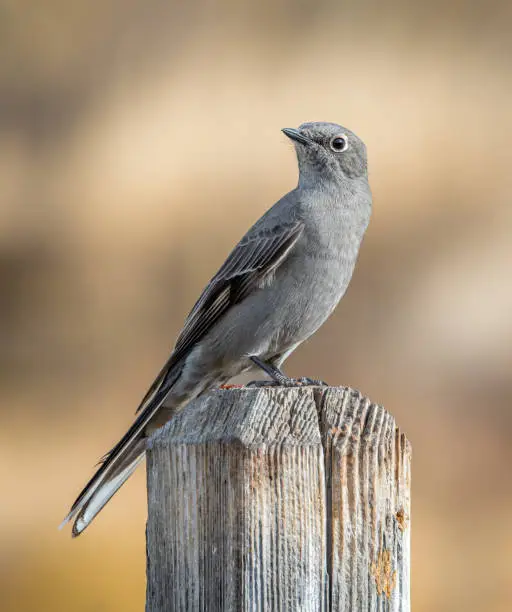 This Townsend's Solitaire posed nicely as it perched on a fencepost in this central Colorado natural area.