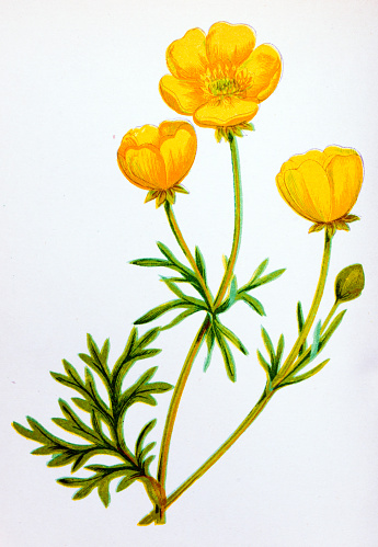 Antique botany illustration of wild flowers: Buttercup, Ranunculus bulbosus