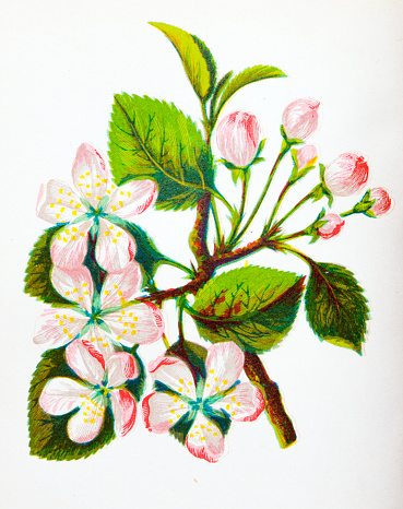 Antique botany illustration of wild flowers: Crab Apple, Pyrus Malus