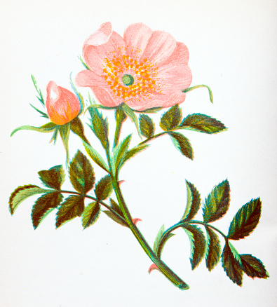 Antique botany illustration of wild flowers: Dog Rose, Rosa Canina