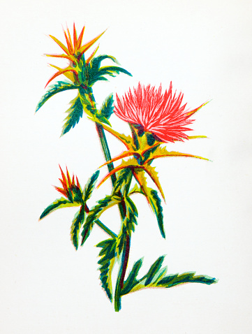 Antique botany illustration of wild flowers: Star thistle, Centaurea Calcitrapa