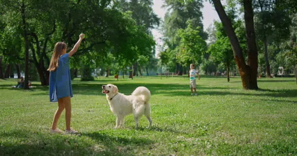 Photo of Cute girl training dog in green park rear view. Children play catch with pet.