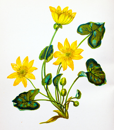 Antique botany illustration of wild flowers: Lesser Celandine, Pilewort, Ranunculus ficaria