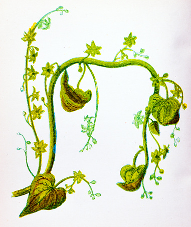 Antique botany illustration of wild flowers: Black Bryony, Tamus communis