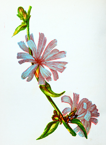Antique botany illustration of wild flowers: Blue Succory, Cichorium Intybus