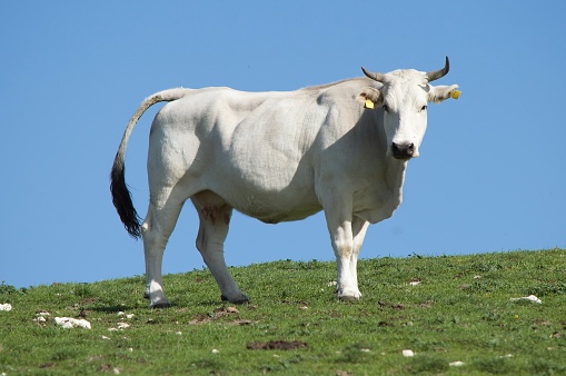 Beautiful young white cow under blue sky looking at camera