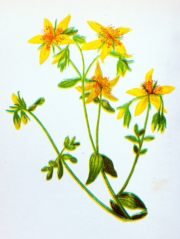 Antique botany illustration of wild flowers: Perforated St John's Wort, Hypericum perforatum