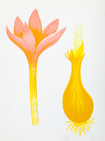 Antique botany illustration of wild flowers: Meadow Saffron, Colchicum autumnale