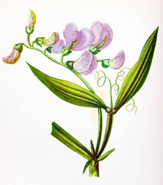 ilustraciones, imágenes clip art, dibujos animados e iconos de stock de ilustración botánica antigua de flores silvestres: guisante eterno de hojas estrechas, lathyrus sylvestris - pea flower