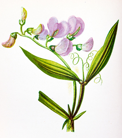 Antique botany illustration of wild flowers: Narrow Leaved Everlasting Pea, Lathyrus sylvestris