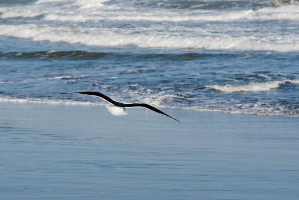 A seagull spreads its wings on the seashore