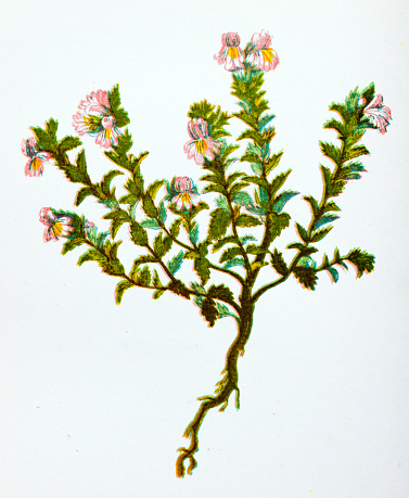 Antique botany illustration of wild flowers: Common Eyebright, Euphrasia officinalis