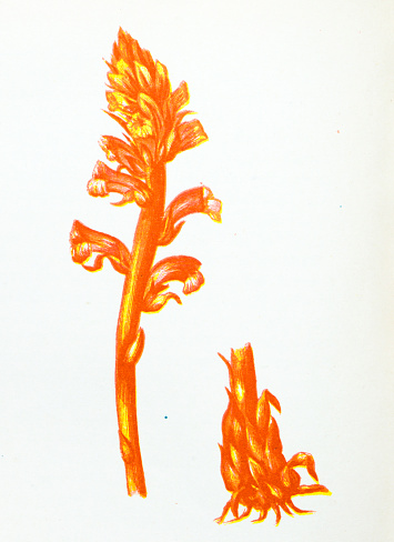 Antique botany illustration of wild flowers: Lesser Broom Rape, Orobanche minor