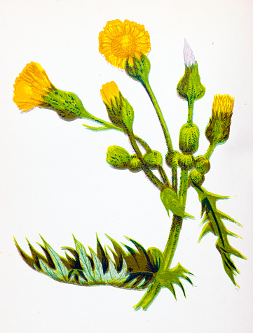 Antique botany illustration of wild flowers: Common Sow-Thistle, Sonchus oleraceus
