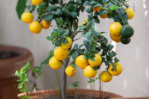 Amazing  lemons fruits on lemon tree - potted plant in Sicily. Beauty in nature of southern Italy and backgrounds of nature\nand agriculture.