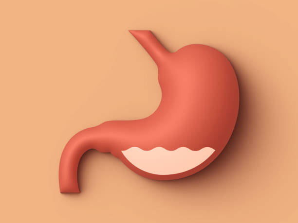 istock Human Stomach Internal Organ Concept Illustration 1467068201