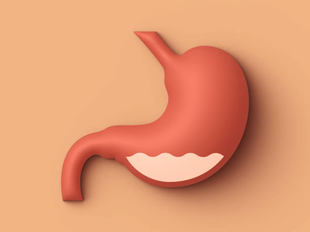 Human Stomach Internal Organ Concept Illustration stock photo