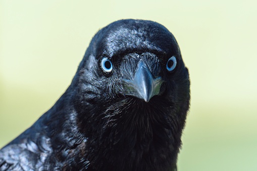 A crow with blue eyes